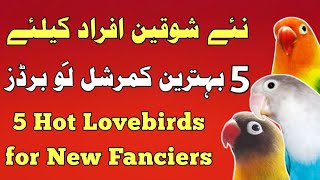 Top 5 Birds | Best commercial birds  | Hot Love birds for new Fanciers