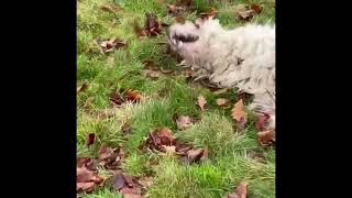 Clean dog playing In dirt