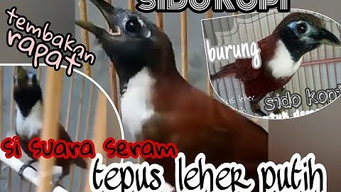 BURUNG SIDO KOPI/TEPUS LEHER PUTIH GACOR || UNTUK MASTERAN