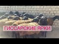 Продам гиссарские ярочки 8701 3130660. Гиссары.