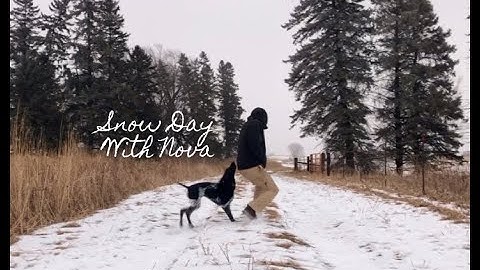 Snow Day With Our GSP Puppy
