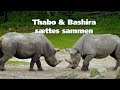 Thabo & Bashira sættes sammen