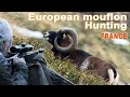 European mouflon hunting in France / 2020
