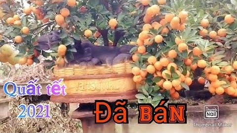 Quất tết 2021 - 2022 quất trâu, quất chum, quất lọ lộc bình 