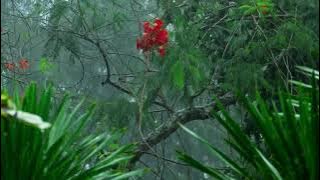 1 Jam Suara Hujan di Hutan Tropis untuk Tidur, Belajar, Fokus, dan Relaksasi