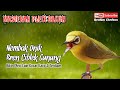 MASTERAN PLECI DAKUN || Nembak Unik Ciblek Gunung || Bikin Pleci Lain Kocar Kacir & Terdiam