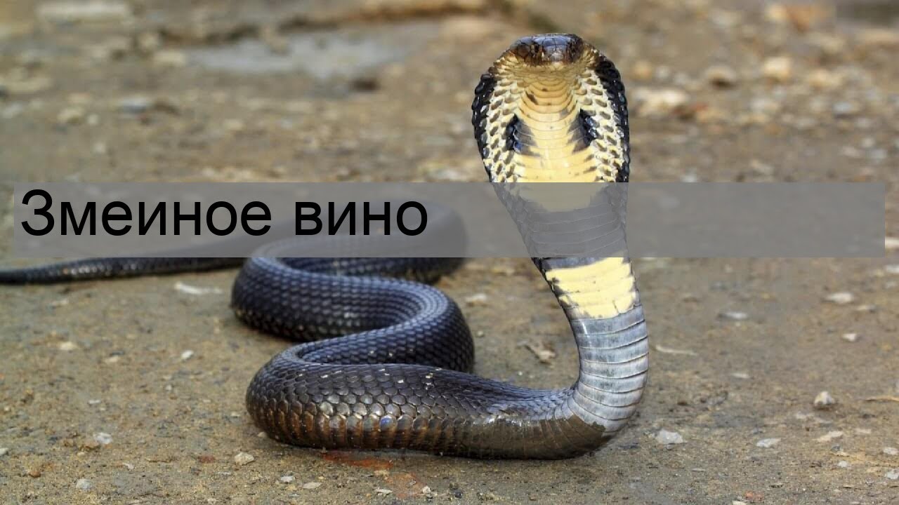 Змеиное вино