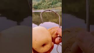 Carp Bait.. #youtubeshorts #youtubeviralshorts #shortsvideoviral #fishing #carp #catfish #shorts