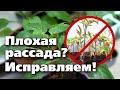 ПРОБЛЕМЫ РАССАДЫ .  ПРИЧИНЫ И РЕШЕНИЯ