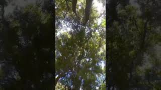 Relaxing under Nature & Natural sounds waterfall tree meditation watersounds relaxation shorts