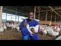 How To GROW RICH Through BROILER Farming Easy Hacks How To GROW RICH Through BROILER Farming Easy Hacks