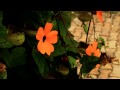 #7744, Arbusto con  flores naranjas [Efecto], Plantas y naturaleza