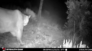 Mountain Lion crosses trail in the night