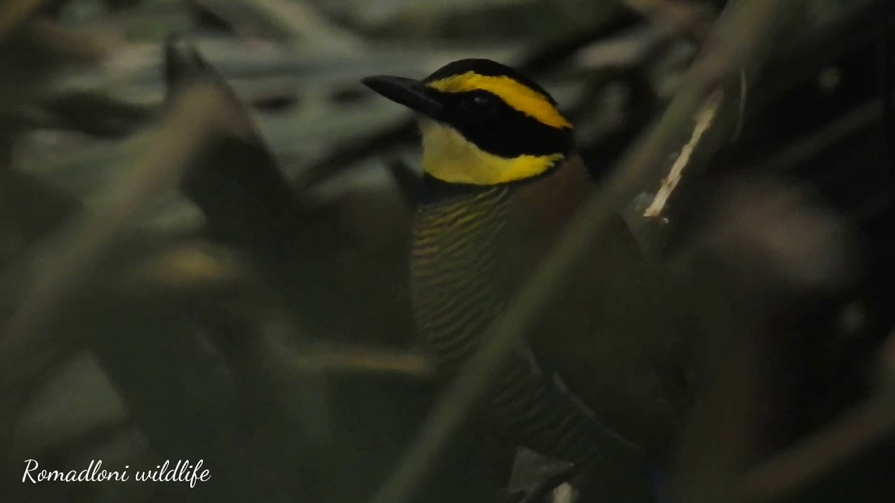 Suara Unik Dan Keras Burung Paok Pancawarna Ketika Malam