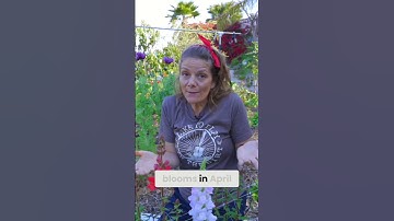 The Best Time to Plant Snapdragons for Stunning Blooms