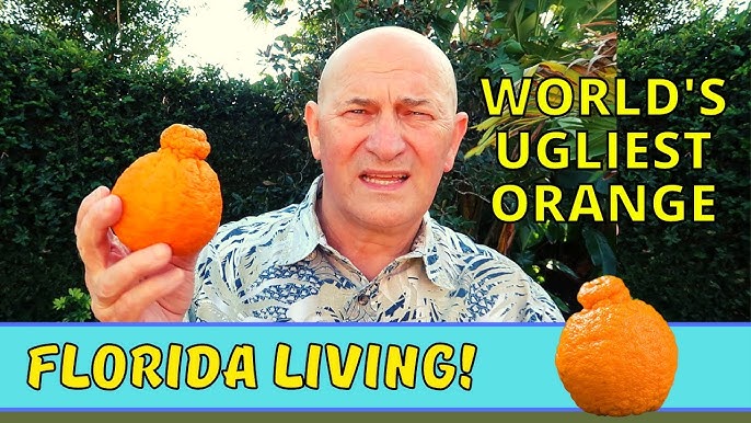 Fruit of the Week! The Sumo Orange - The Art of Doing Stuff