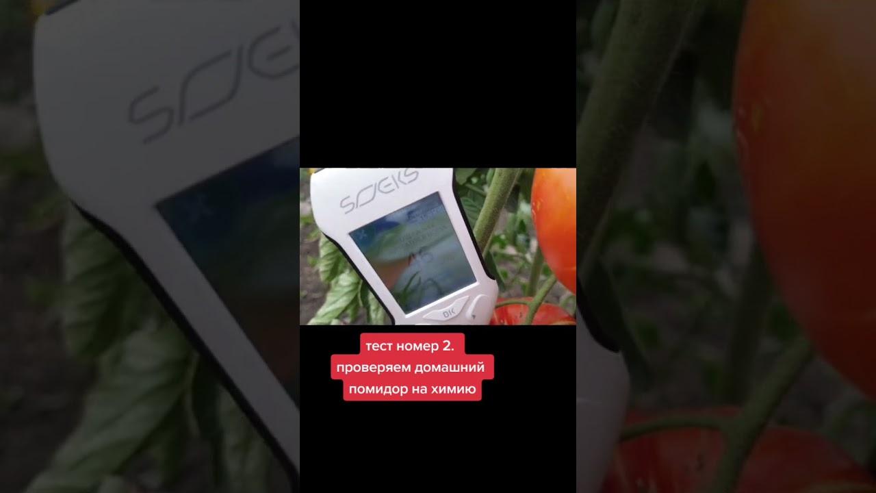 Тест арбуз или дыня огурец или помидор. Дыня арбуз огурец помидор. Характер человека по любимому фрукту. Качество свежих помидоров. Огурец или помидор тест.