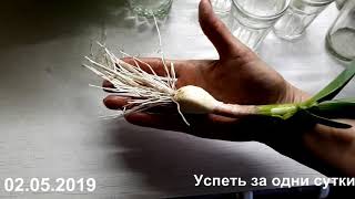 02.05.2019 РЕДИС, УКРОП, ЧЕСНОК, ЛУК- ПЕРВЫЙ САЛАТ ИЗ СВОИХ ОВОЩЕЙ (ПОДМОСКОВЬЕ) 02.05.2019 РЕДИС, УКРОП, ЧЕСНОК, ЛУК- ПЕРВЫЙ САЛАТ ИЗ СВОИХ ОВОЩЕЙ (ПОДМОСКОВЬЕ)