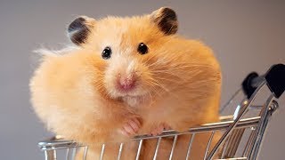 How much nuts can a hamster put in his mouth? 😆 by Chuckles, Challenges, and Curiosities 3 views 9 months ago 3 minutes, 10 seconds