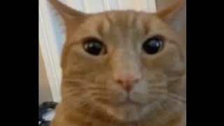 Top 10 goofy Cats