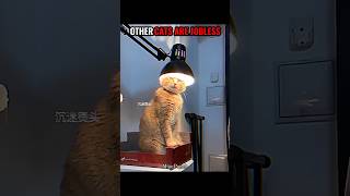 Other Cats Are Jobless Vs The Last One