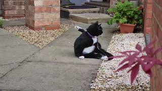 Tuxedo Kitty resting outside