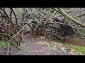 Old fig trees in a creek