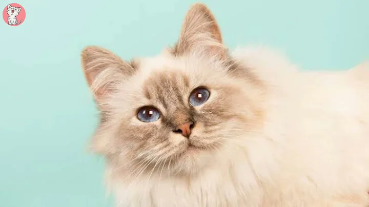 Video 1808821: ragamuffin cat, cats entertainment amazing, funniest cutest cats