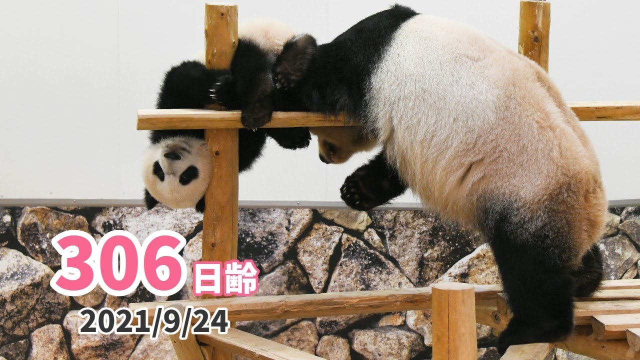 パンダの赤ちゃん（楓浜）】白黒つかない頂上決戦！（306日齢） - YouTube