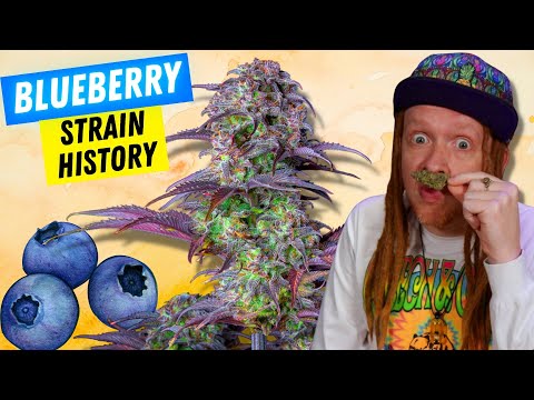 The Legendary Origins Of Blueberry Weed