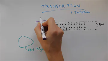Comment se fait la transcription ?