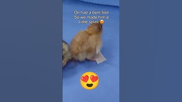 We Hatched some Quails 😍🐣😍🐣 #quails #hatching #cute #chicks