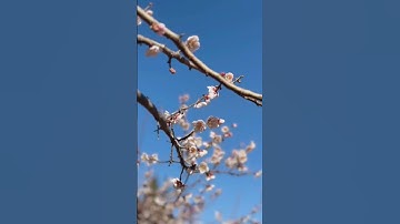 Thumbnail of 매화 apricot flower