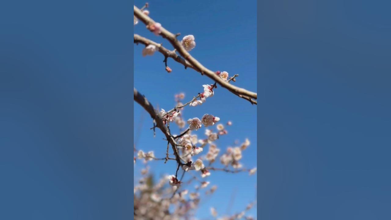 매화 apricot flower 매화 apricot flower