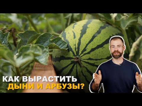 Это не миф! Арбузы и дыни в открытом грунте.