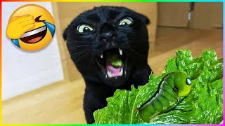 Best Funny Dog And Cat 2023 😍🐶😻 Skibidi Toilet Cat and Dog 🤩 Funniest Animals #272 by Cuti Animals 1,539 views 7 months ago 9 minutes, 28 seconds