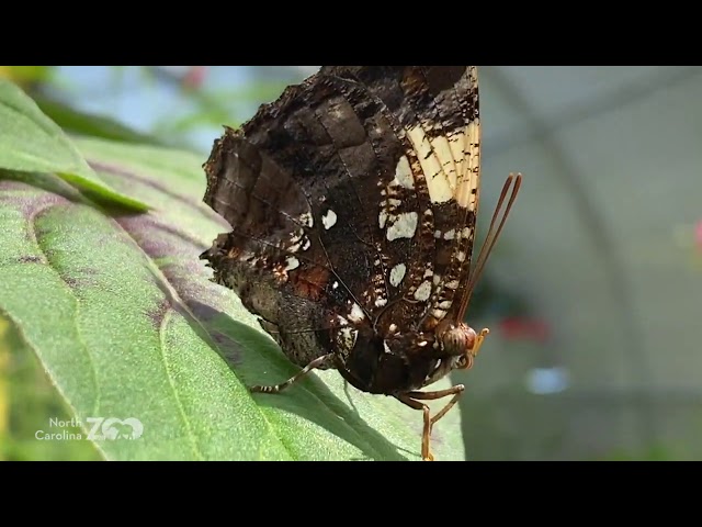 Zoo EDventures: Butterfly Garden - YouTube