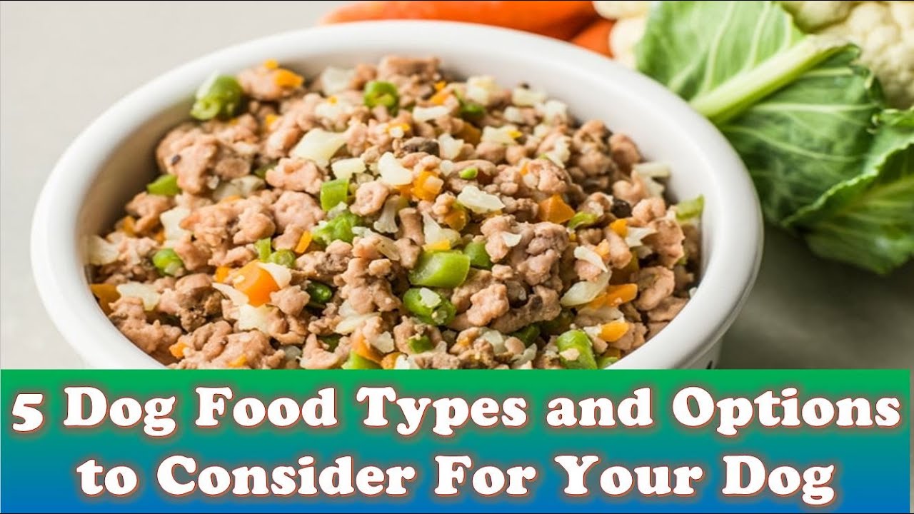 5 Dog Food Types and Options to Consider For Your Dog - YouTube