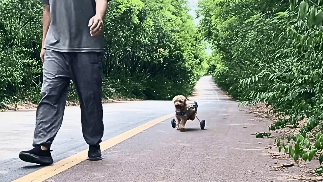 A paralyzed stray dog painfully drags her body with her front limbs ...