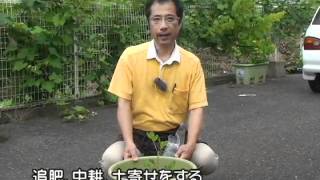 落花生２　JAGおぎ2011.06