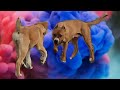 ქართული ნაგაზი აფინა და პიტბული ზარრა / რას ვაჭმევთ ძაღლებს და როგორ ვაჭმევ / დონატი გამომწერისგან