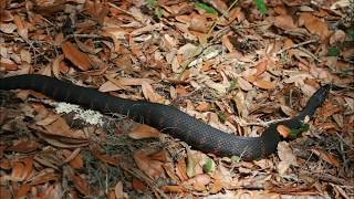 Southern Water Snake or Water Moccasin