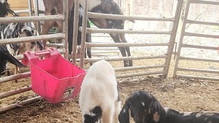 Live In The Baby Goat Nursery
