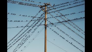 Grackle attack: Keeping your streets safe