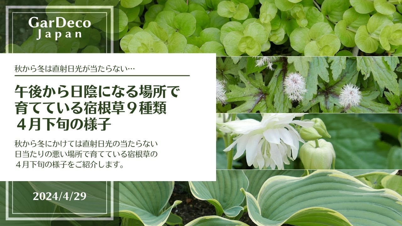 【半日陰~日陰の庭】午後から日陰になる場所で育てている宿根草9種類4月下旬の様子 - YouTube