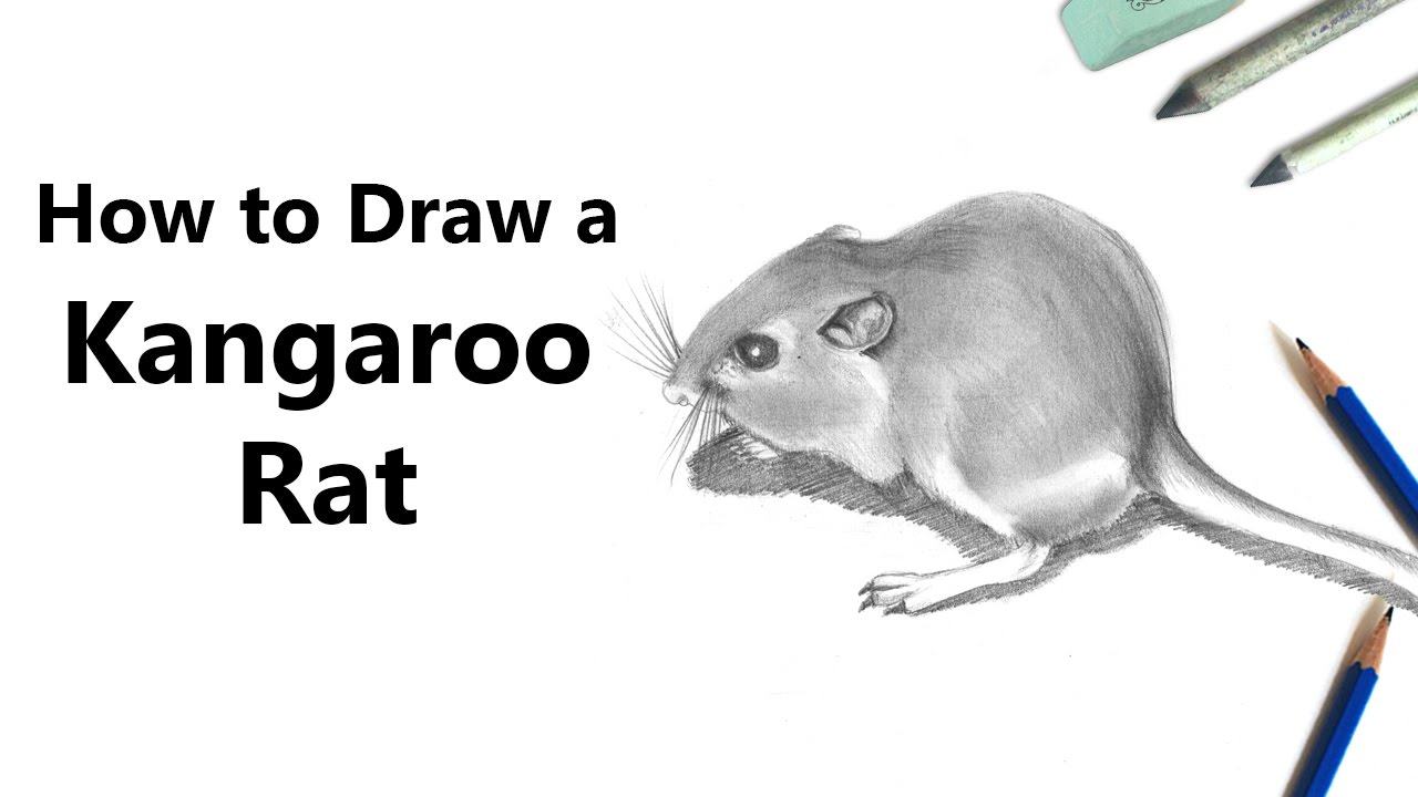 Discover 143+ rat drawing images super hot