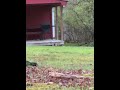 Wildlife