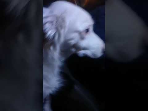 تاکاری خلیی بیشتر از بوکی عجله داره میخواد زودتر برسه کمک دوست غذا رسانی رسانی کمک رحمان