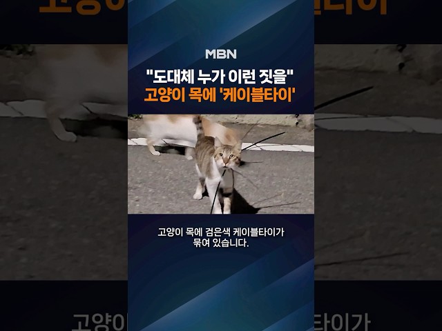 "누가 이런 짓을"…길고양이 목에 테이블타이 '꽉'