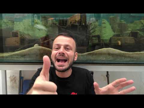 Vídeo: Carpa - um peixe com disposição cautelosa